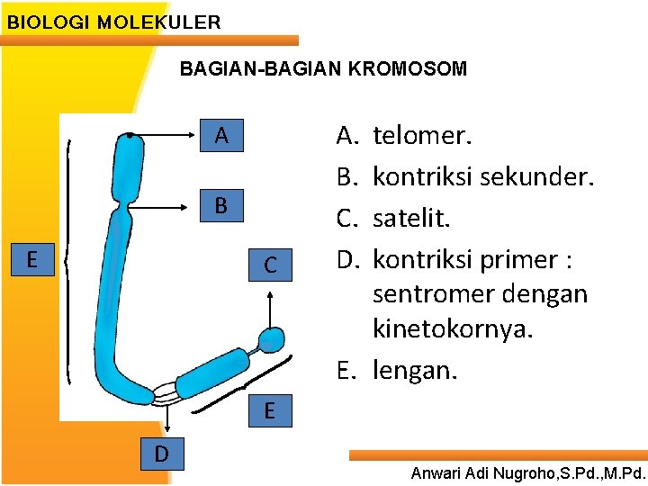 BIOLOGI MOLEKULER BAGIAN-BAGIAN KROMOSOM A B E C A. B. C. D. telomer. kontriksi