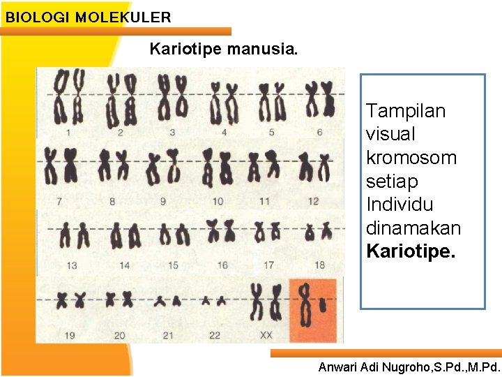 BIOLOGI MOLEKULER Kariotipe manusia. Tampilan visual kromosom setiap Individu dinamakan Kariotipe. Anwari Adi Nugroho,