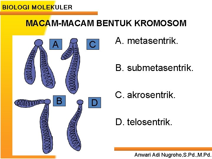 BIOLOGI MOLEKULER MACAM-MACAM BENTUK KROMOSOM A C A. metasentrik. B. submetasentrik. B D C.