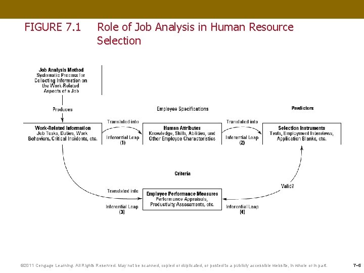 FIGURE 7. 1 Role of Job Analysis in Human Resource Selection © 2011 Cengage