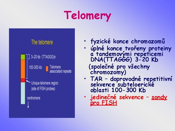 Telomery • fyzické konce chromozomů • úplné konce tvořeny proteiny a tandemovými repeticemi DNA(TTAGGG)