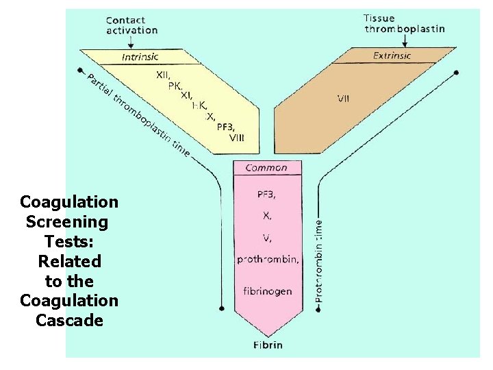 Coagulation Screening Tests: Related to the Coagulation Cascade 35 