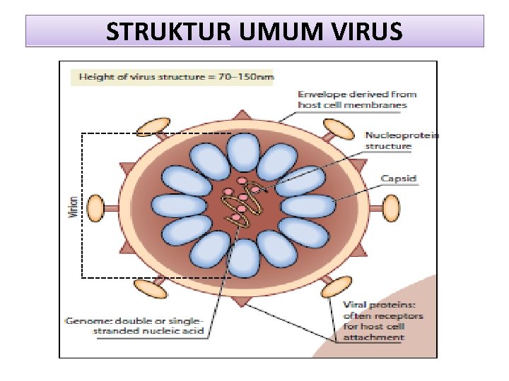 STRUKTUR UMUM VIRUS 