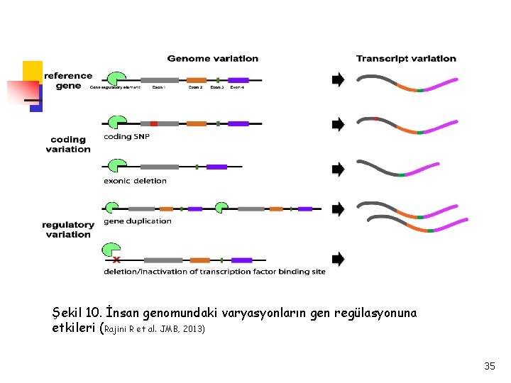 Şekil 10. İnsan genomundaki varyasyonların gen regülasyonuna etkileri (Rajini R et al. JMB, 2013)
