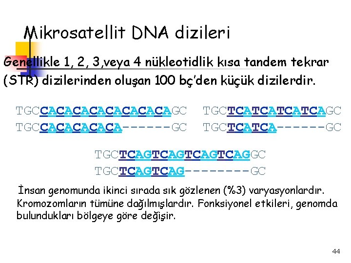 Mikrosatellit DNA dizileri Genellikle 1, 2, 3, veya 4 nükleotidlik kısa tandem tekrar (STR)