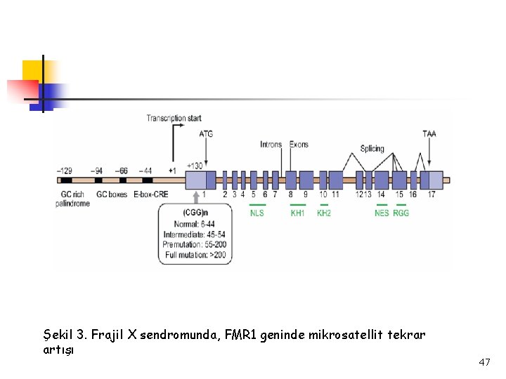 Şekil 3. Frajil X sendromunda, FMR 1 geninde mikrosatellit tekrar artışı 47 