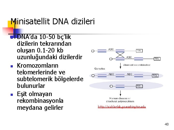 Minisatellit DNA dizileri n n n DNA’da 10 -50 bç’lik dizilerin tekrarından oluşan 0.