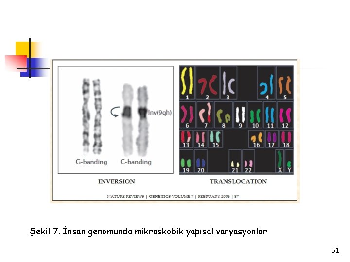 Şekil 7. İnsan genomunda mikroskobik yapısal varyasyonlar 51 