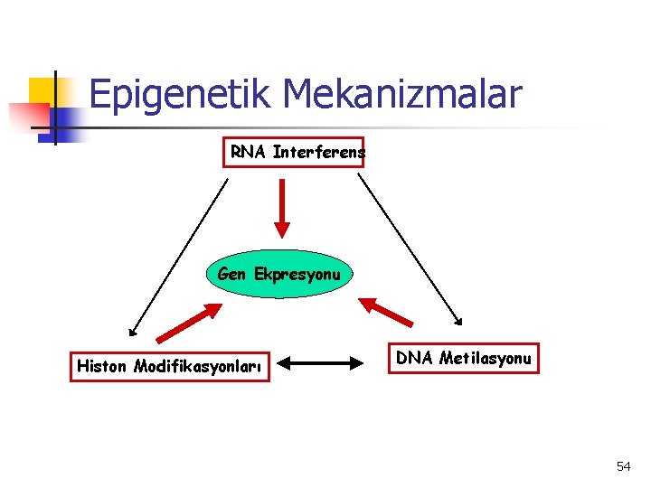 Epigenetik Mekanizmalar RNA Interferens Gen Ekpresyonu Histon Modifikasyonları DNA Metilasyonu 54 