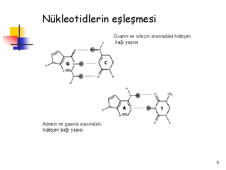 Nükleotidlerin eşleşmesi 9 