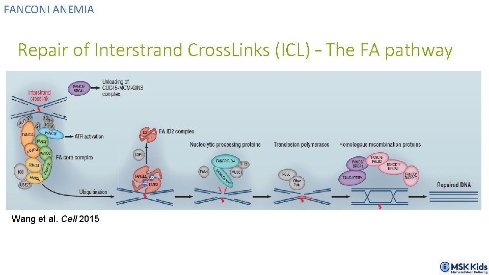 FANCONI ANEMIA Repair of Interstrand Cross. Links (ICL) – The FA pathway Wang et