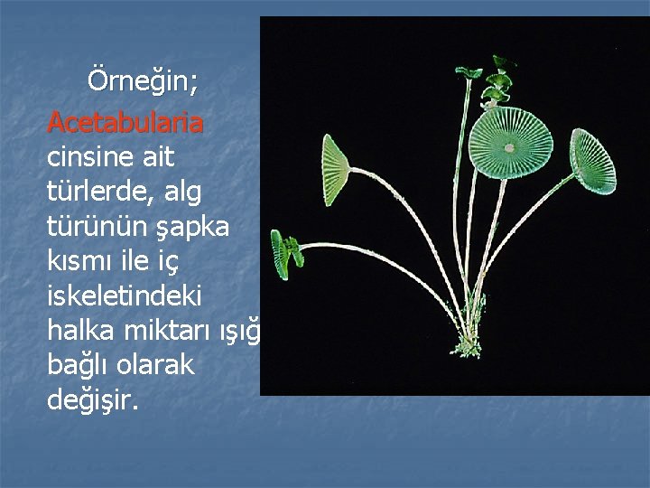 Örneğin; Acetabularia cinsine ait türlerde, alg türünün şapka kısmı ile iç iskeletindeki halka miktarı