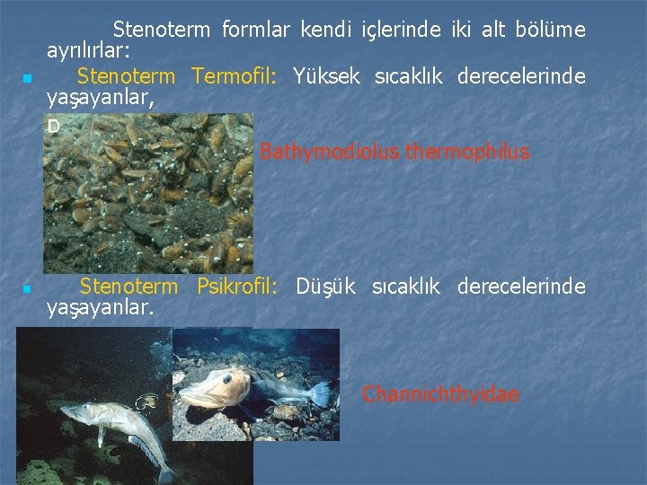 n Stenoterm formlar kendi içlerinde iki alt bölüme ayrılırlar: Stenoterm Termofil: Yüksek sıcaklık derecelerinde