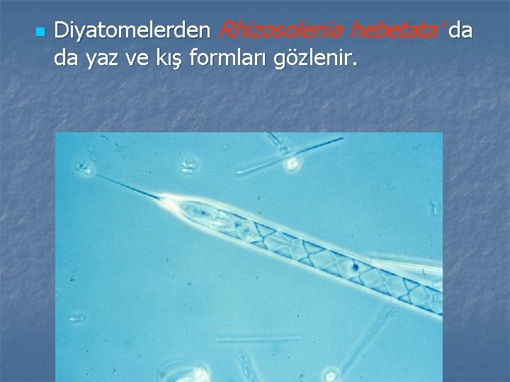 n Diyatomelerden Rhizosolenia hebetata’ da da yaz ve kış formları gözlenir. 