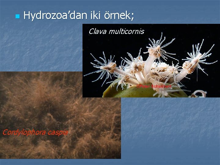 n Hydrozoa’dan iki örnek; Clava multicornis Cordylophora caspia 