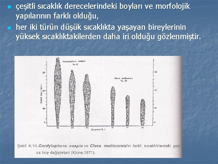 n n çeşitli sıcaklık derecelerindeki boyları ve morfolojik yapılarının farklı olduğu, her iki türün