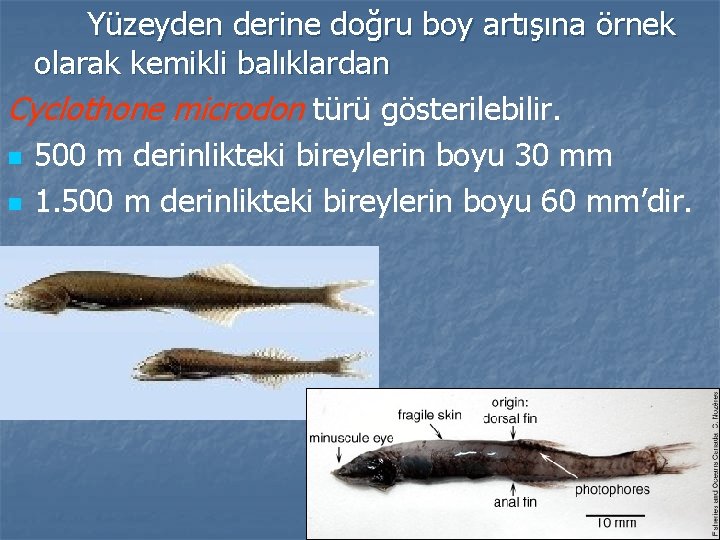 Yüzeyden derine doğru boy artışına örnek olarak kemikli balıklardan Cyclothone microdon türü gösterilebilir. n