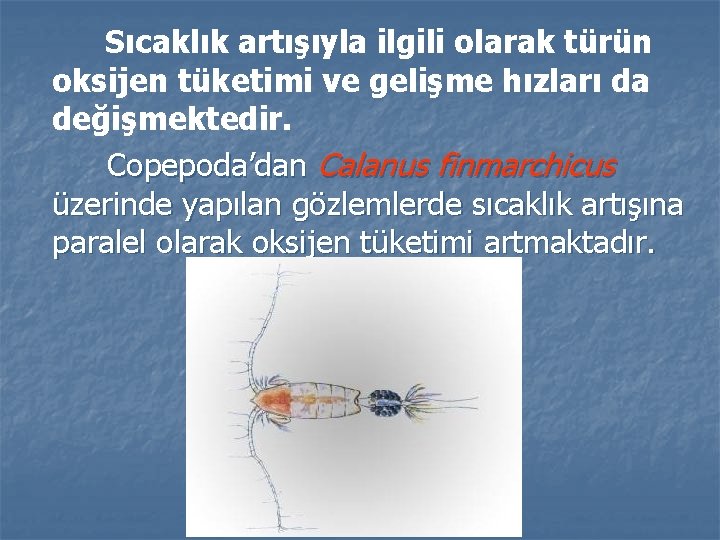 Sıcaklık artışıyla ilgili olarak türün oksijen tüketimi ve gelişme hızları da değişmektedir. Copepoda’dan Calanus