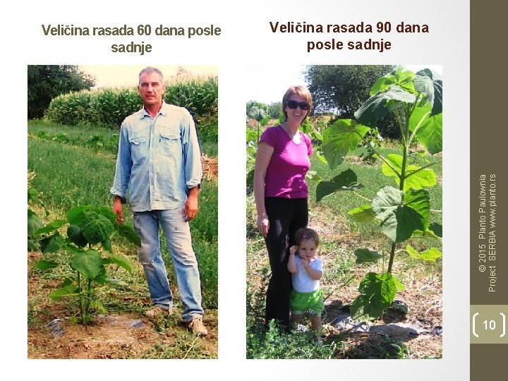 Veličina rasada 90 dana posle sadnje © 2015 Planto Paulownia Project SERBIA www. planto.