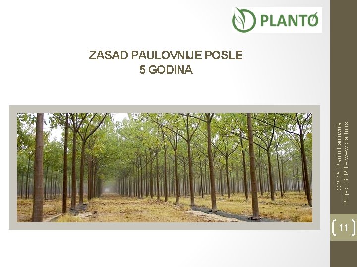 © 2015 Planto Paulownia Project SERBIA www. planto. rs ZASAD PAULOVNIJE POSLE 5 GODINA