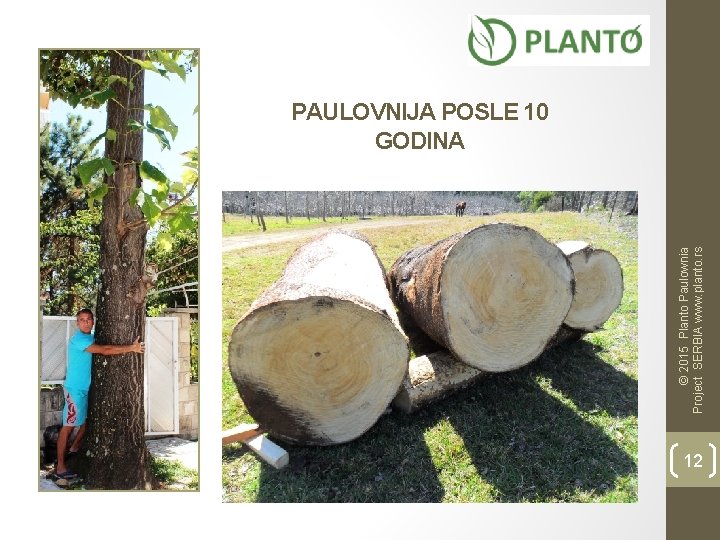 © 2015 Planto Paulownia Project SERBIA www. planto. rs PAULOVNIJA POSLE 10 GODINA 12