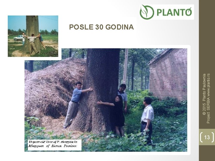 © 2015 Planto Paulownia Project SERBIA www. planto. rs POSLE 30 GODINA 13 