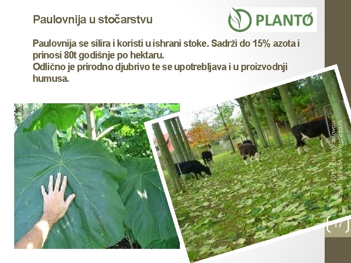 Paulovnija u stočarstvu © 2015 Planto Paulownia Project SERBIA www. planto. rs Paulovnija se