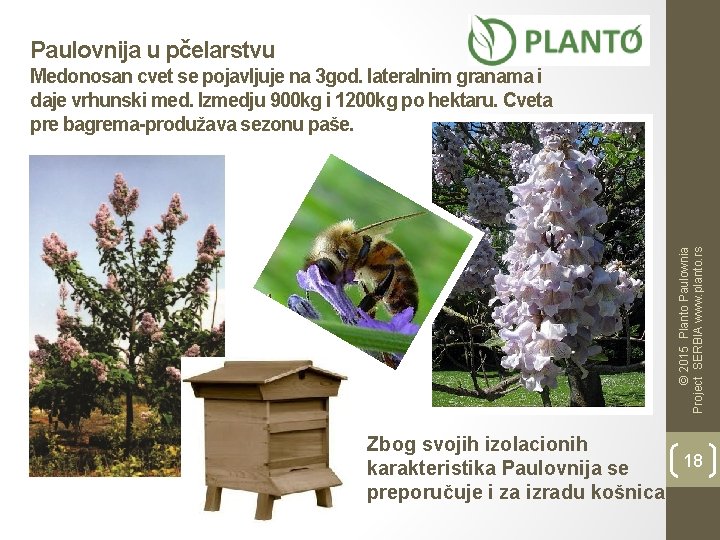 Paulovnija u pčelarstvu © 2015 Planto Paulownia Project SERBIA www. planto. rs Medonosan cvet
