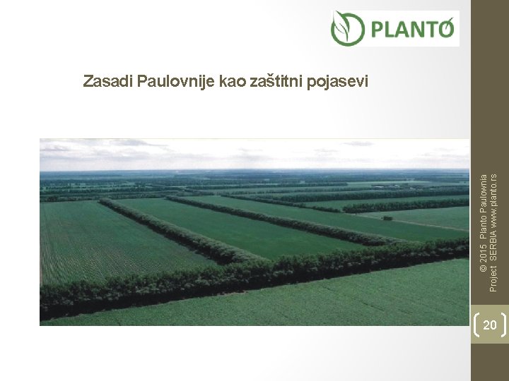 © 2015 Planto Paulownia Project SERBIA www. planto. rs Zasadi Paulovnije kao zaštitni pojasevi