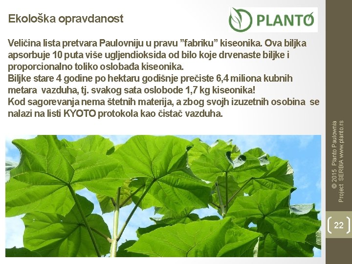 Ekološka opravdanost © 2015 Planto Paulownia Project SERBIA www. planto. rs Veličina lista pretvara