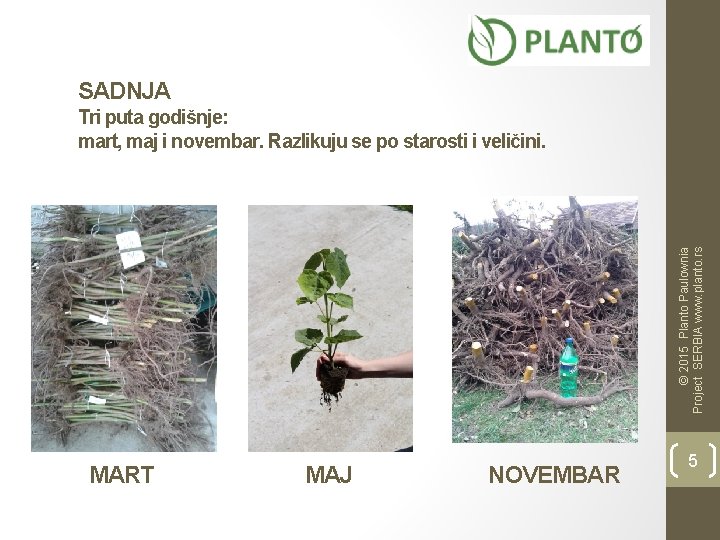 SADNJA © 2015 Planto Paulownia Project SERBIA www. planto. rs Tri puta godišnje: mart,