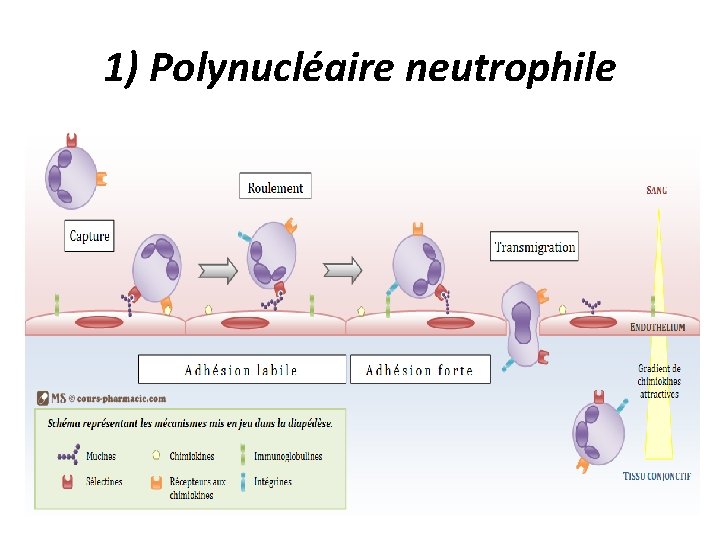 1) Polynucléaire neutrophile 