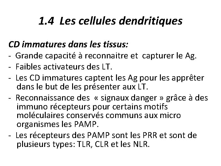 1. 4 Les cellules dendritiques CD immatures dans les tissus: - Grande capacité à