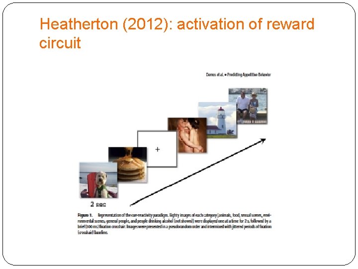 Heatherton (2012): activation of reward circuit 