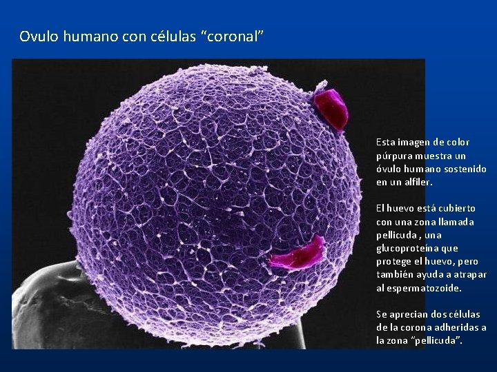 Ovulo humano con células “coronal” Esta imagen de color púrpura muestra un óvulo humano