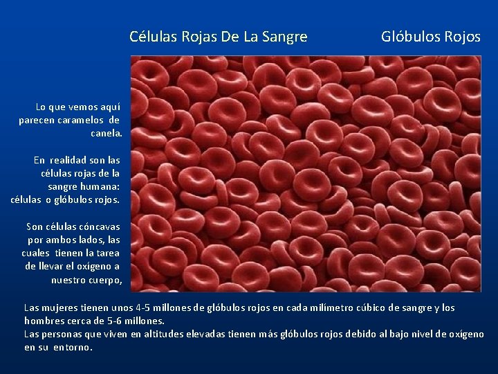 Células Rojas De La Sangre Glóbulos Rojos Lo que vemos aquí parecen caramelos de