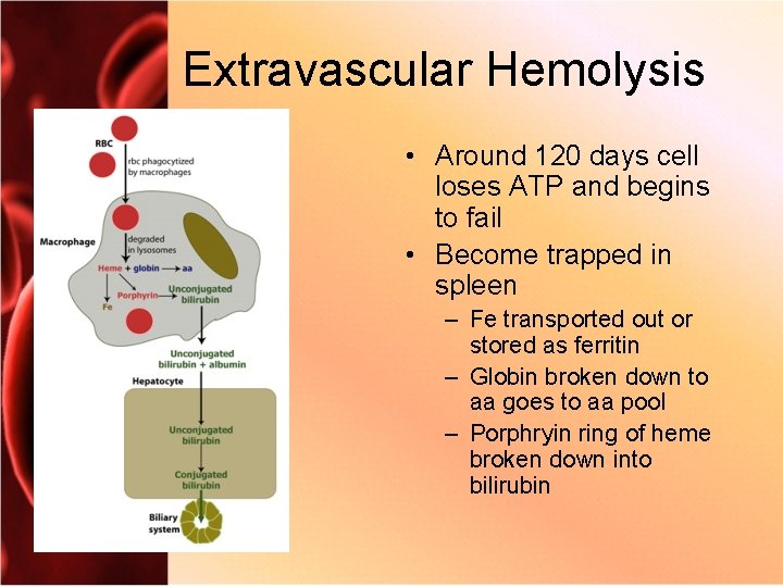 Extravascular Hemolysis • Around 120 days cell loses ATP and begins to fail •