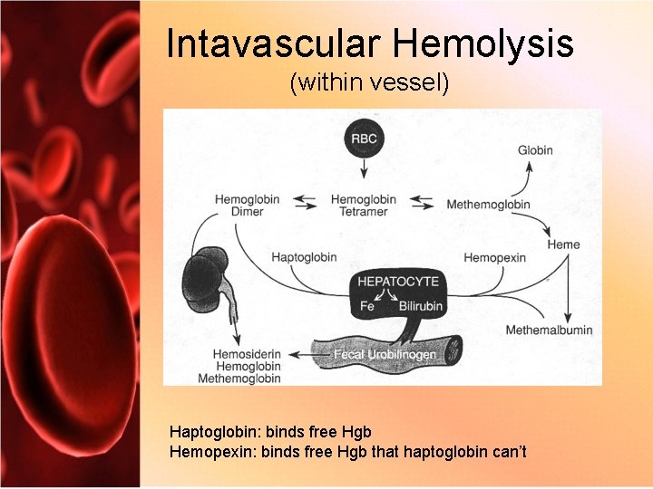 Intavascular Hemolysis (within vessel) Haptoglobin: binds free Hgb Hemopexin: binds free Hgb that haptoglobin