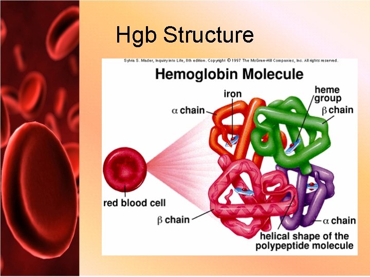 Hgb Structure 