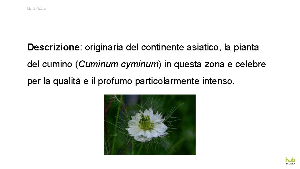 LE SPEZIE Descrizione: originaria del continente asiatico, la pianta del cumino (Cuminum cyminum) in