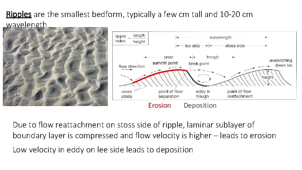 Ripples are the smallest bedform, typically a few cm tall and 10 -20 cm