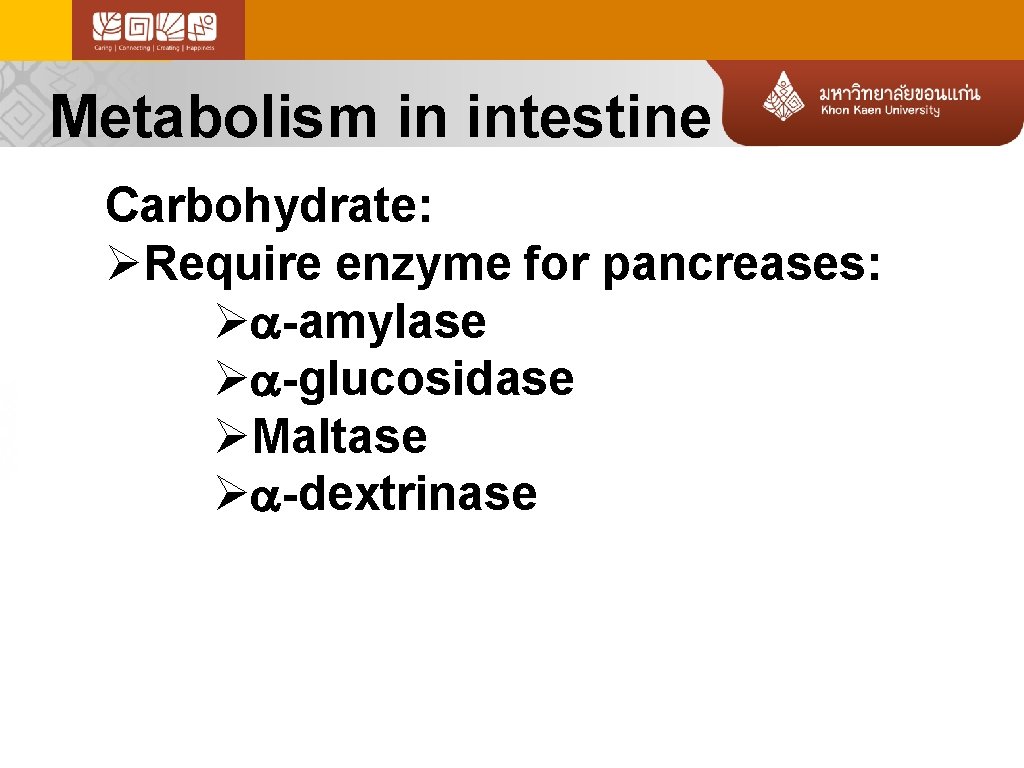 Metabolism in intestine Carbohydrate: ØRequire enzyme for pancreases: Ø -amylase Ø -glucosidase ØMaltase Ø