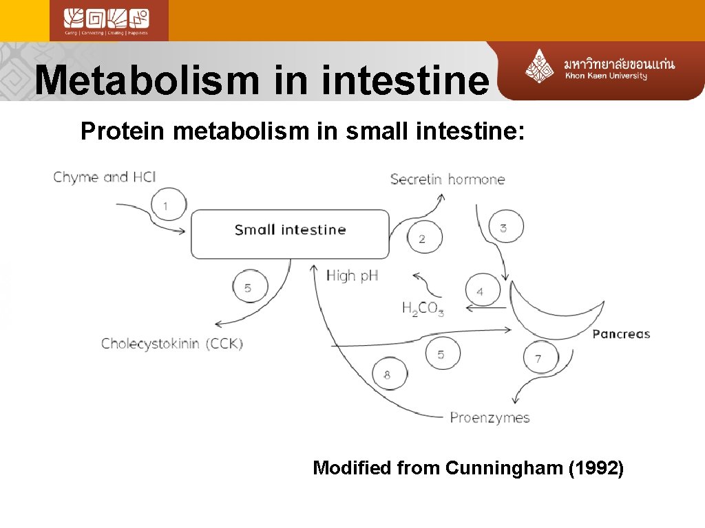 Metabolism in intestine Protein metabolism in small intestine: Modified from Cunningham (1992) 