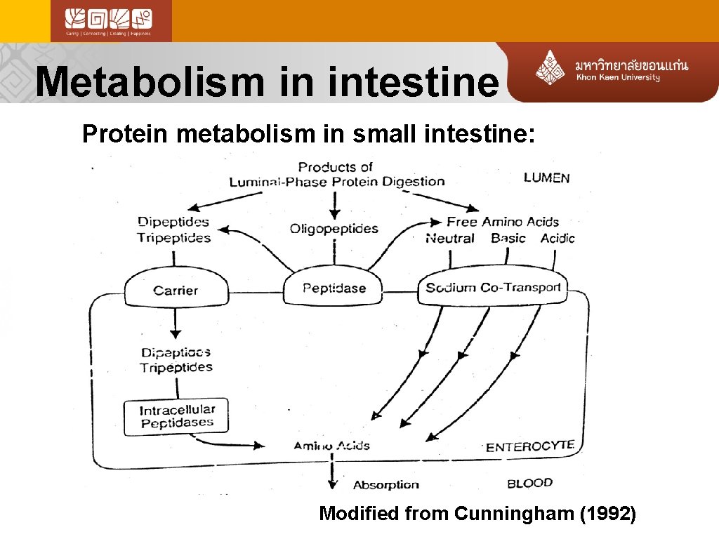 Metabolism in intestine Protein metabolism in small intestine: Modified from Cunningham (1992) 