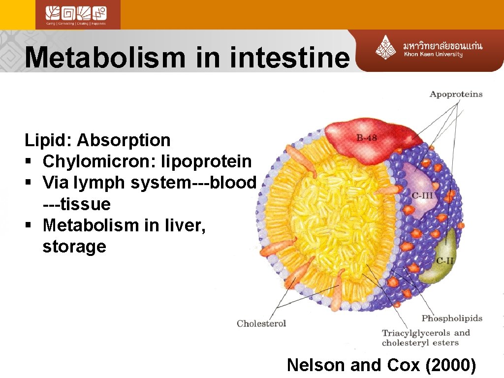 Metabolism in intestine Lipid: Absorption § Chylomicron: lipoprotein § Via lymph system---blood ---tissue §