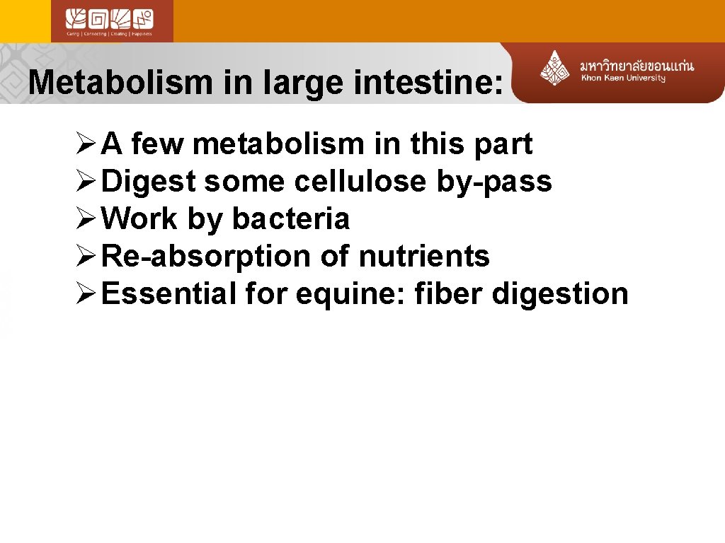 Metabolism in large intestine: Ø A few metabolism in this part Ø Digest some