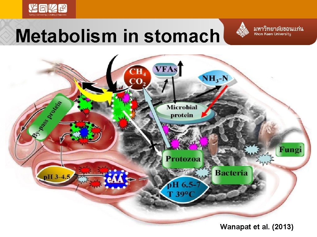 Metabolism in stomach Wanapat et al. (2013) 