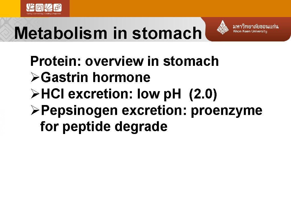 Metabolism in stomach Protein: overview in stomach ØGastrin hormone ØHCl excretion: low p. H