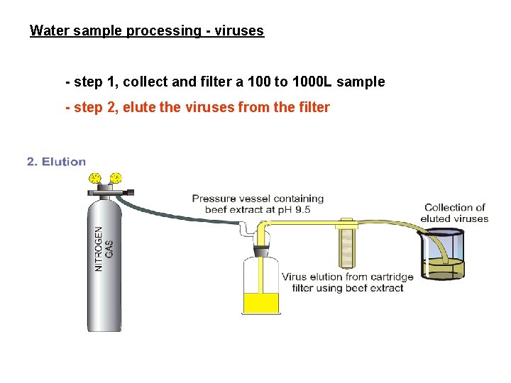 Water sample processing - viruses - step 1, collect and filter a 100 to Water sample processing - viruses - step 1, collect and filter a 100 to