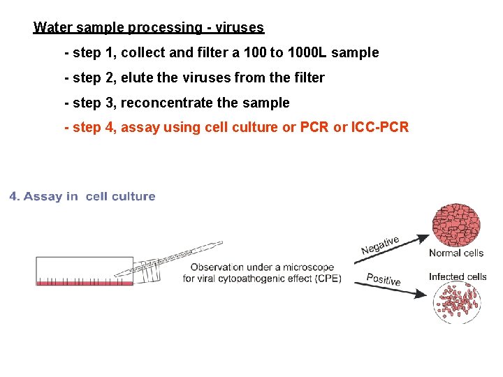 Water sample processing - viruses - step 1, collect and filter a 100 to Water sample processing - viruses - step 1, collect and filter a 100 to